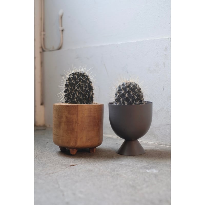 【ガラパゴス】カタチ製作所さん植木鉢④ Opuntia galapageia 