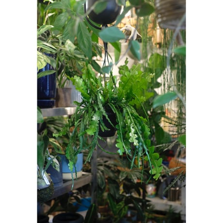 Epiphyllum Angulliger