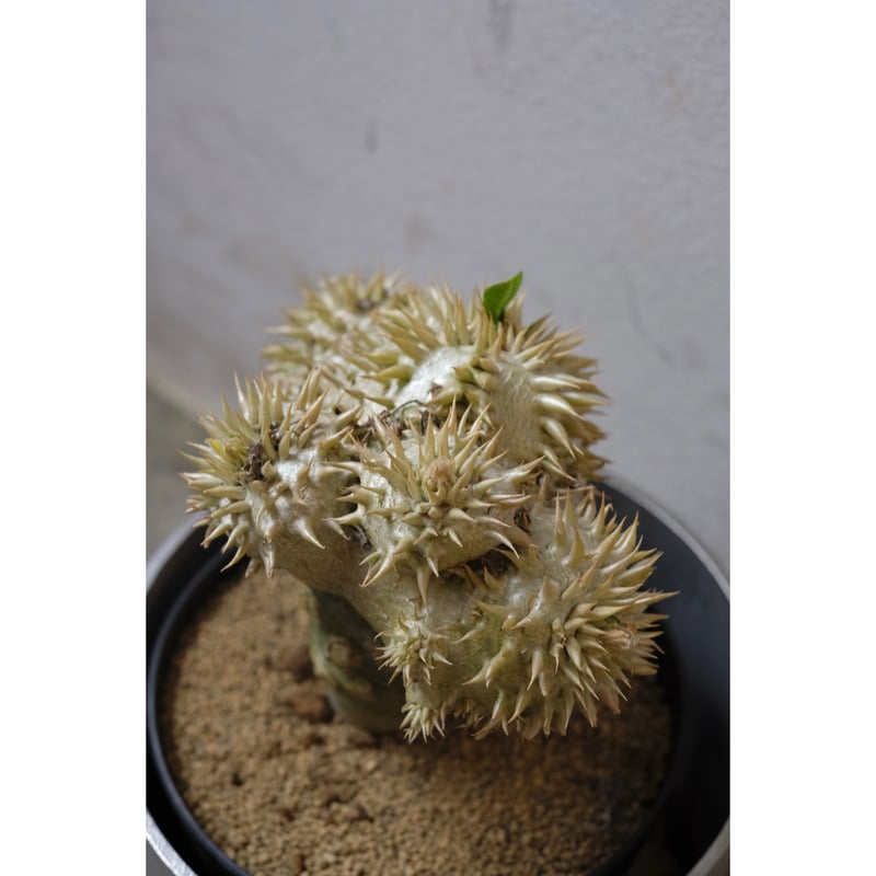 Pachypodium brevicaule 