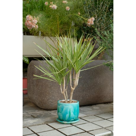 Dracaena 'White Holli'