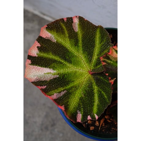 Begonia soli-mutata variegated