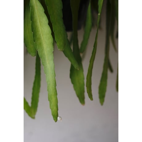 Pseudorhipsalis ramulosa