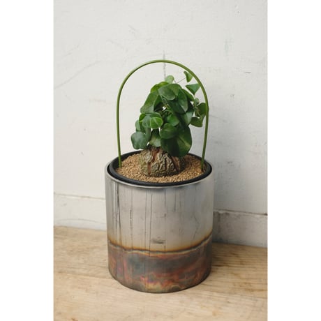 Dioscorea elephantipes "亀甲竜"