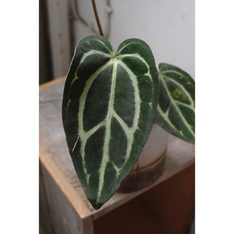 Anthurium Calablackiae wild