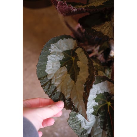 Begonia rex