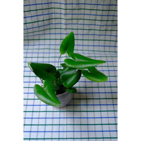 Yoshinori Takemura plant pot
