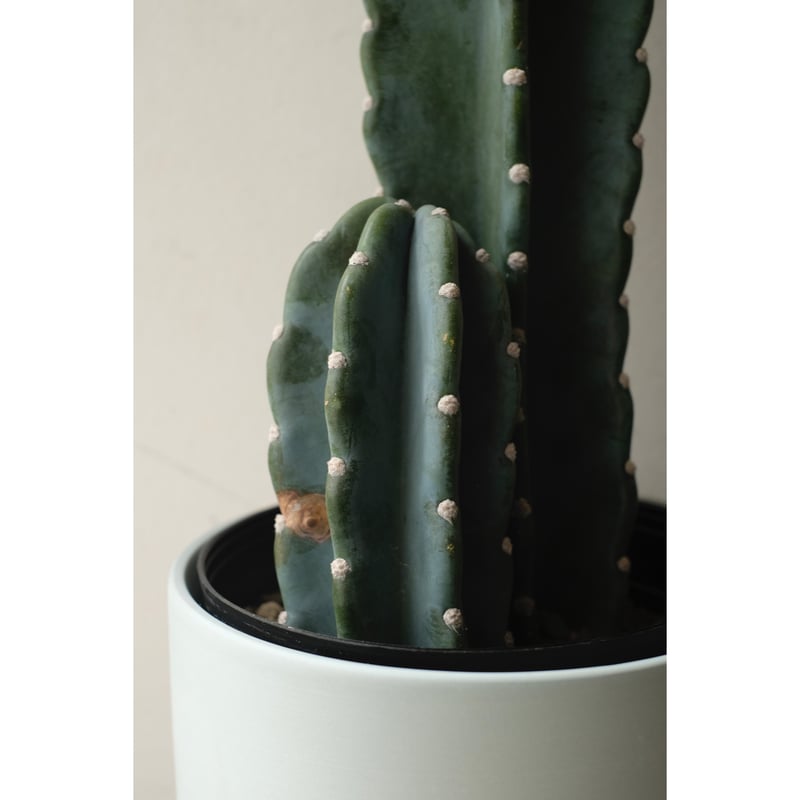 サボテンページ ZENOAH / やっぱゼノアでしょ♪ 25cc バリカン仕様 整備済