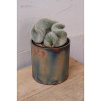Mammillaria hahniana
