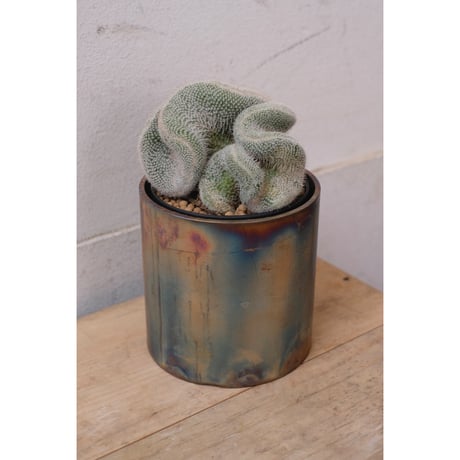 Mammillaria hahniana