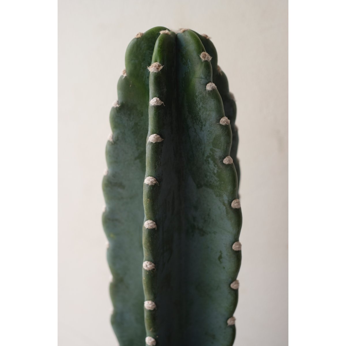 Cereus peruvianus | SAI botanical works