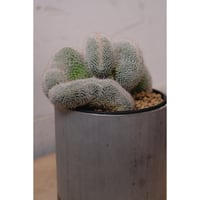 Mammillaria hahniana ②