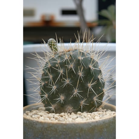 Opuntia galapageia "ガラパゴスウチワ"