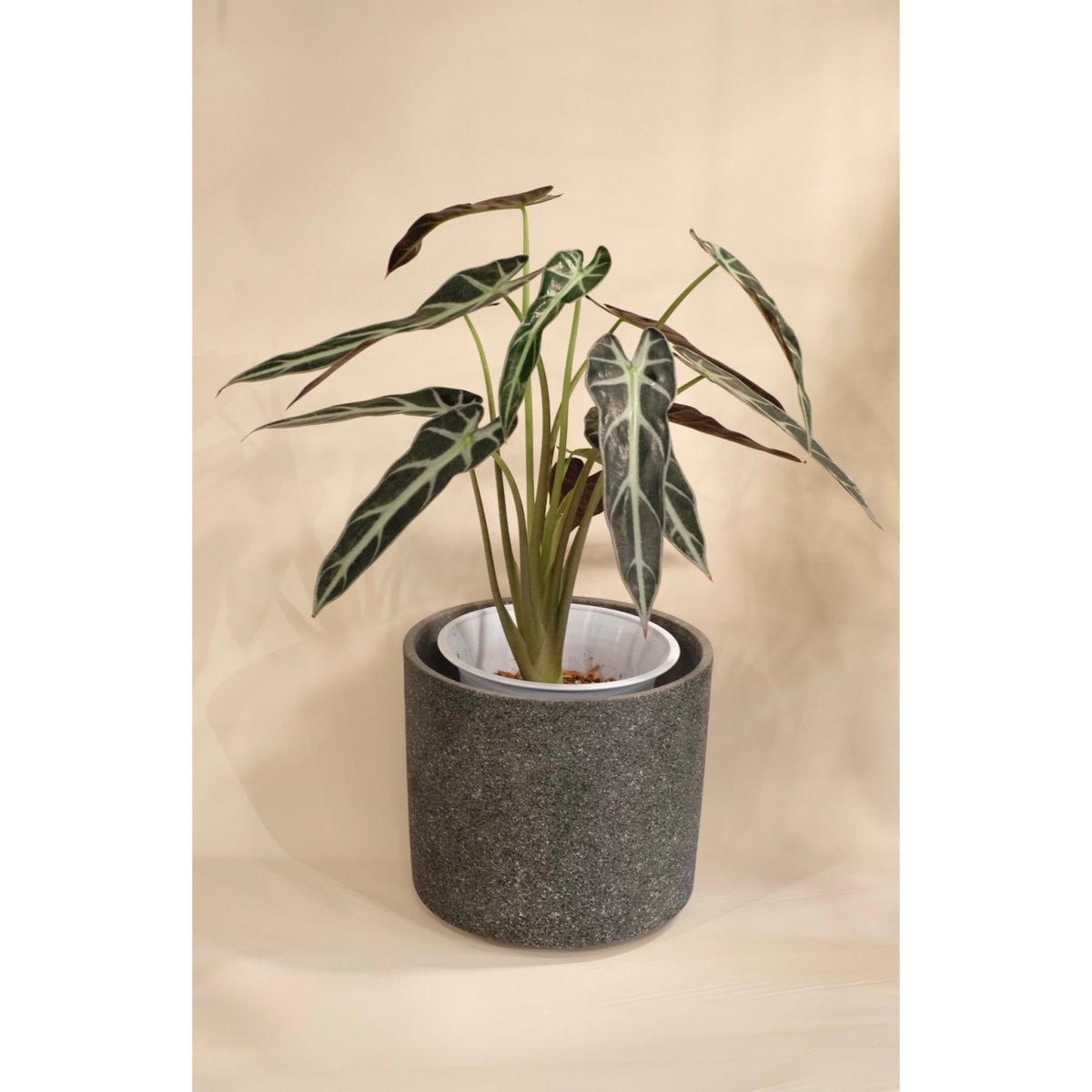 Alocasia bambino arrow | SAI botanical works Alocasia bambino arrow | SAI botanical works
