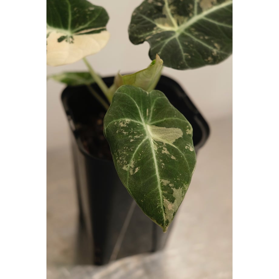 66e12d2c860b1f09001ab4b9