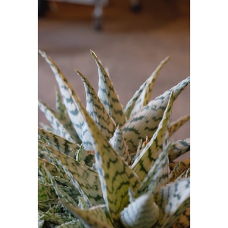 Aloe