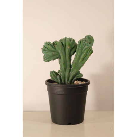 Myrchillocactus geometorizans"竜神木"