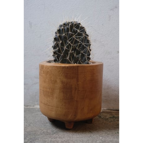 Opuntia galapageia "ガラパゴスウチワ"