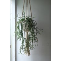 Rhipsalis