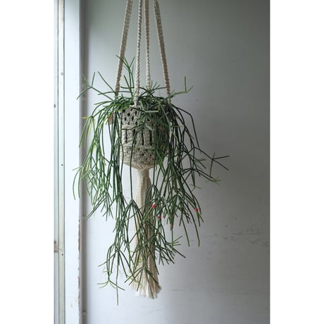 Rhipsalis