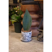 Sansevieria masoniana