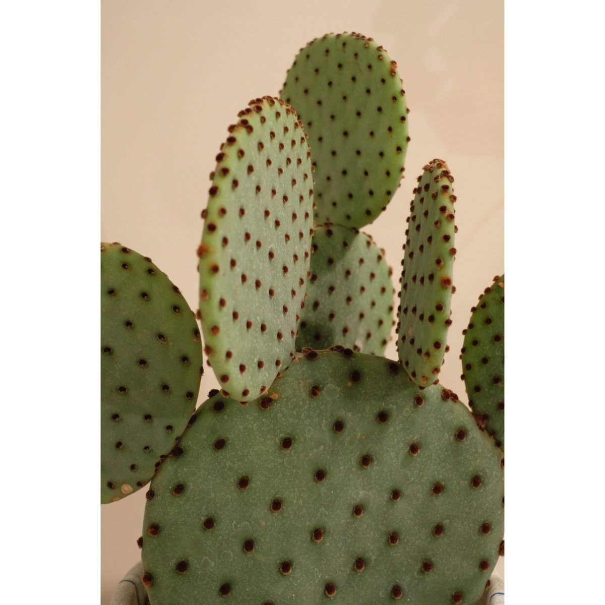 Opuntia 