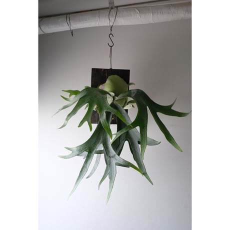 ミムーちゃん専用　ビカクシダ Yahoo!オークション - P 'Musang King' ビカクシダ 【vandaka