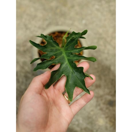 Philodendron selloum
