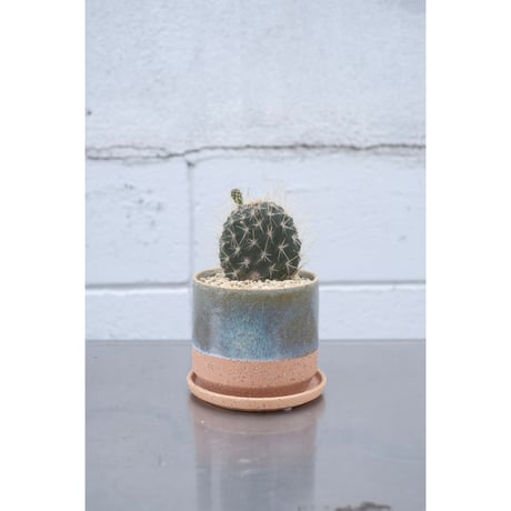 Opuntia galapageia "ガラパゴスウチワ"