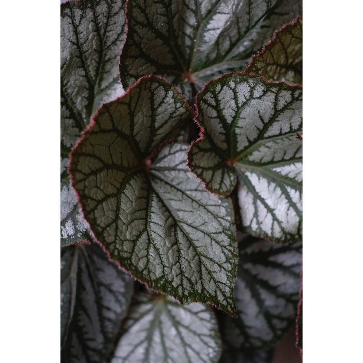 Begonia U309 | SAI botanical works