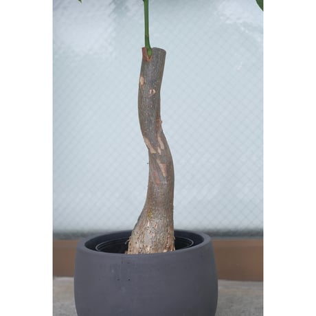 Pachira glabra 'Milky Way'