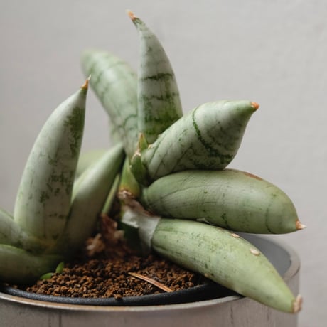 サンスベリア ベラ プラチナム ホワイト サンスベリア ベラ プラチナム ホワイト