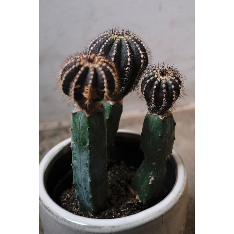 Uebelmannia pectinifera | SAI botanical works