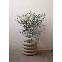 Aralia