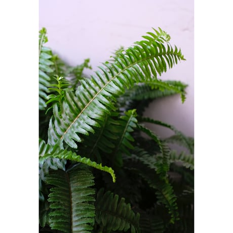 Nephrolepis "Chester"
