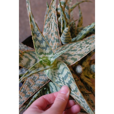Aloe