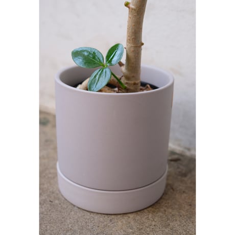 Schefflera arboricola 'Compacta'