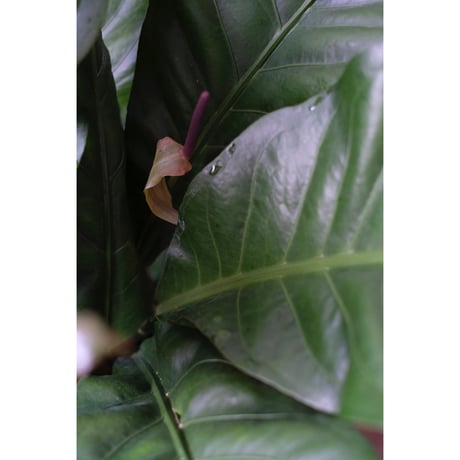 Anthurium "Jungle bush"