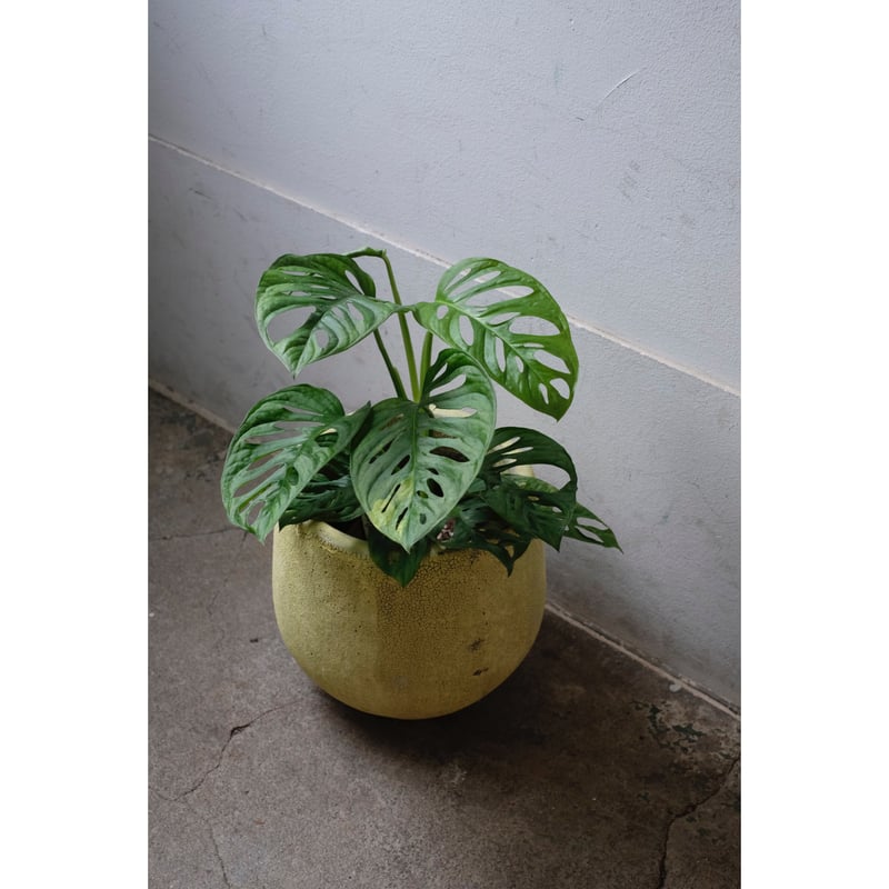 マドカズラ斑入り　Monstera Adansonii 'Variegata' 24.05.2024 Do you remember my variegated Adansonii? This is