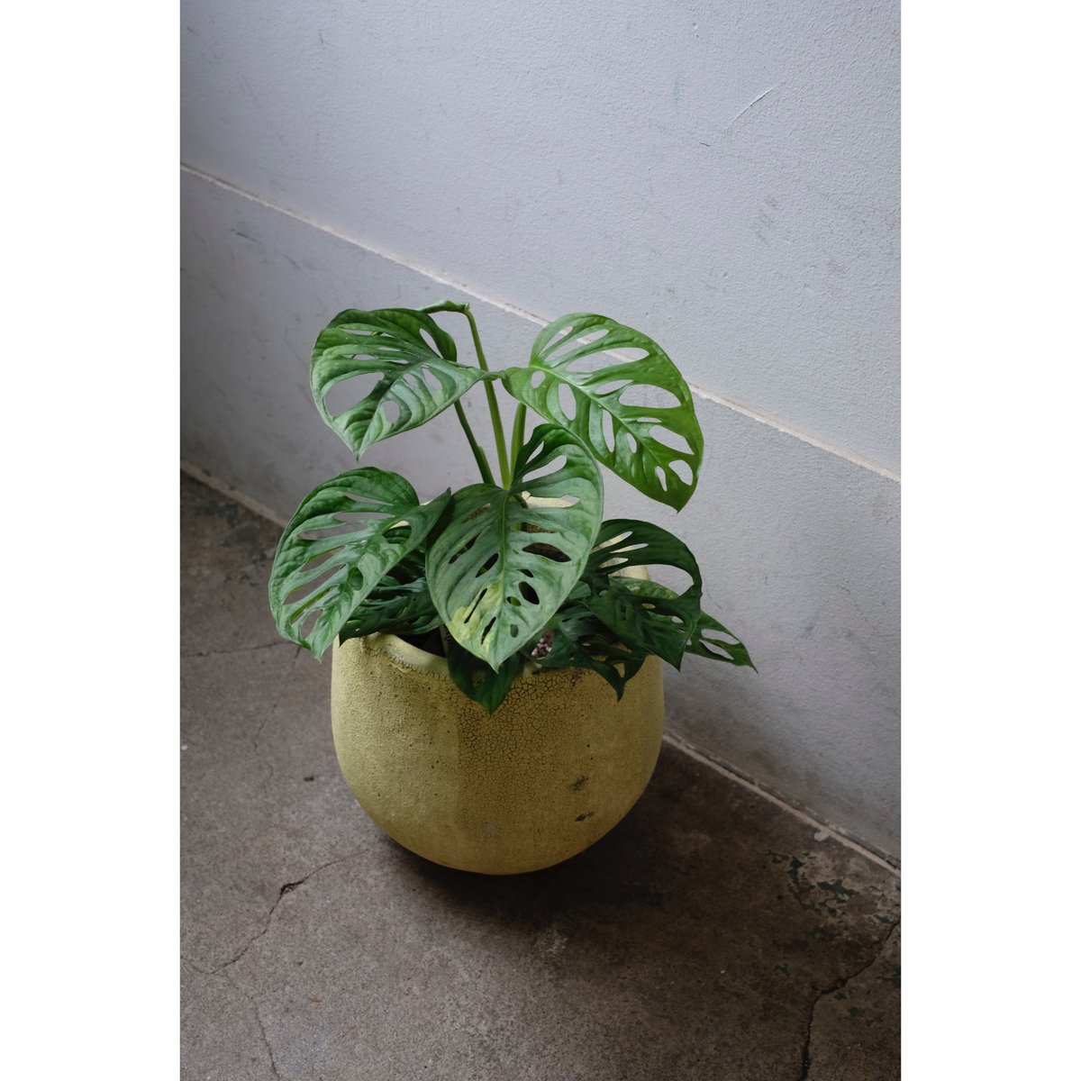 マドカズラ斑入り Monstera adansonii variegata My dream plant🌿 Monstera adansonii variegata is finally