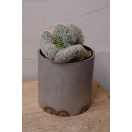 Mammillaria hahniana ②