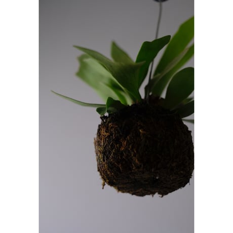Platycerium bifurcatum