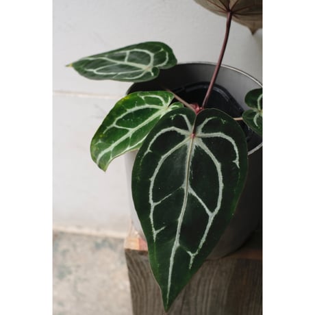 Anthurium  Red crystallinum Michelle×Michelle