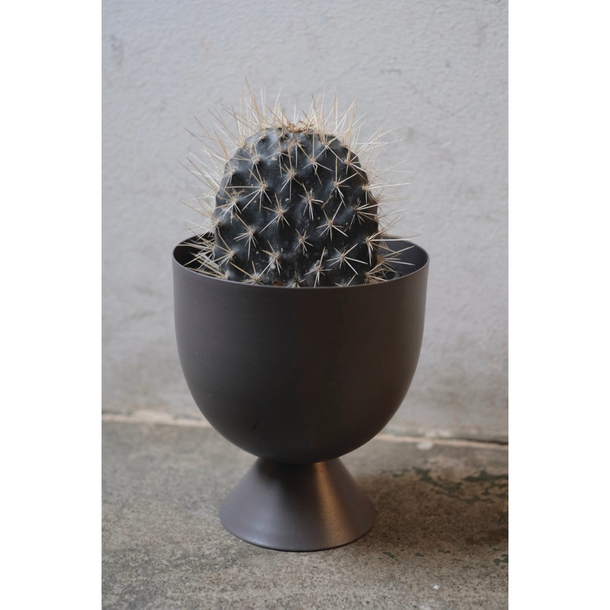 opuntia galapageia オプンチア サボテン 多肉植物 アガベ 71WXIK1ajeL._UF350,350_QL50_.jpg