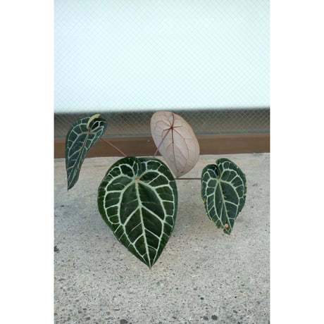 Anthurium Michelle by DOCBLOCK