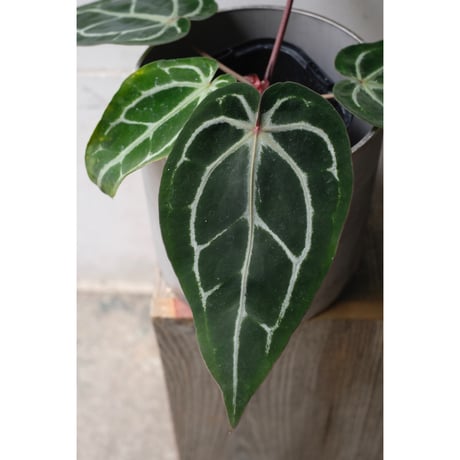 Anthurium  Red crystallinum Michelle×Michelle