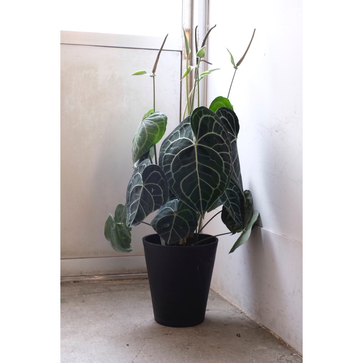 Anthurium clarinervium | SAI botanical works