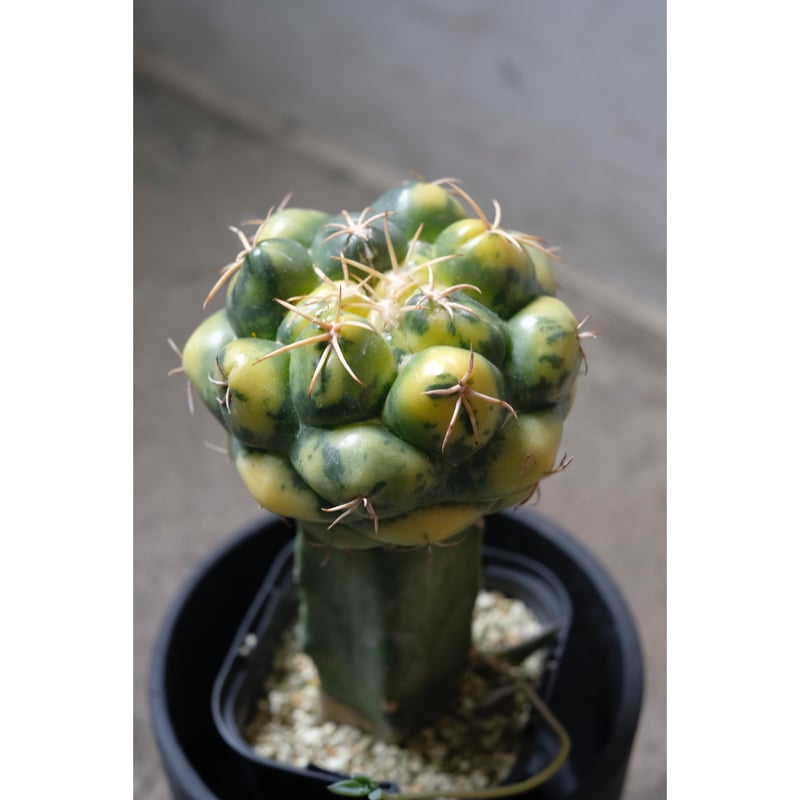 Coryphantha elephantidens 