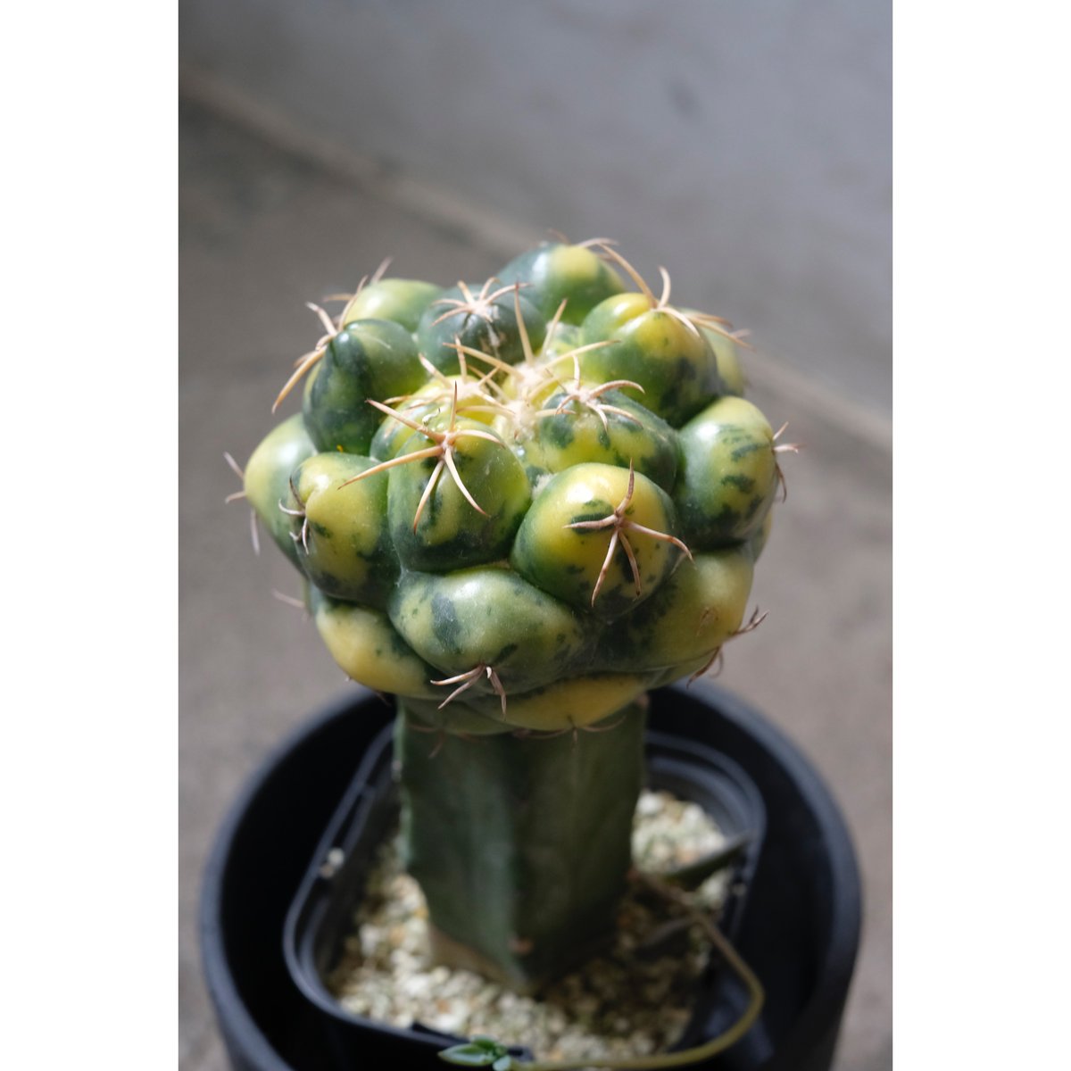 コリファンタ・象牙丸錦(抜き苗) 国内繁殖 Coryphantha elephantidens 