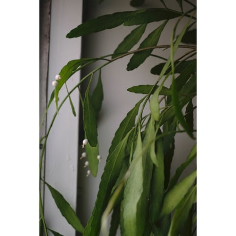 Pseudorhipsalis ramulosa
