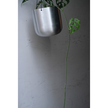 Monstera obliqua 'Peru'